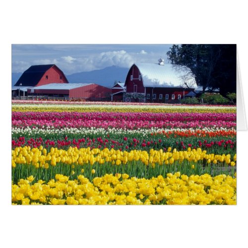 Tulip display field