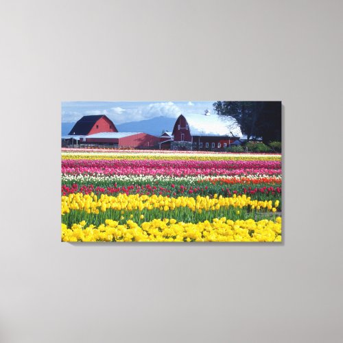 Tulip display field canvas print