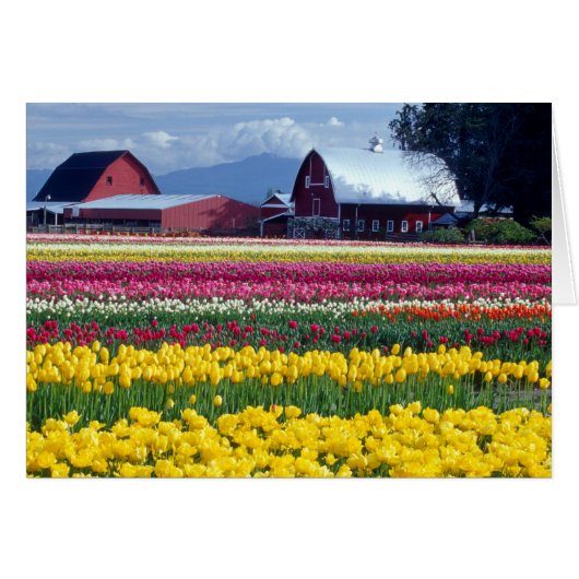 Tulip display field cards (Front Horizontal)
