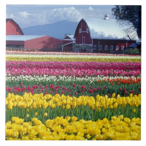 Tulip display field ceramic tile