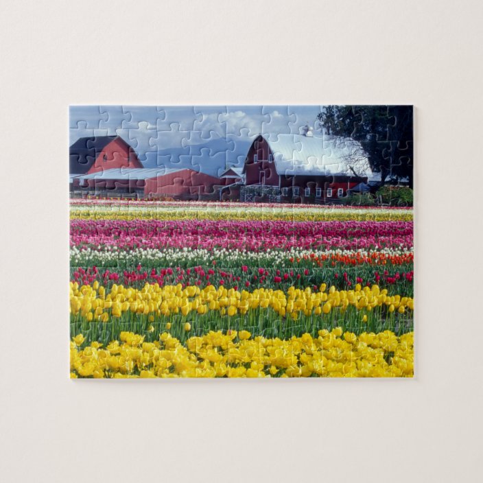 microsoft jigsaw between the tulips