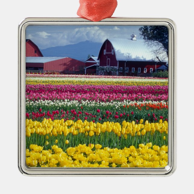 Tulip display field metal ornament (Front)