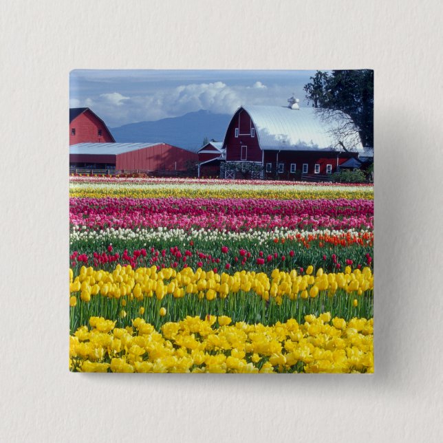 Tulip display field pinback button (Front)