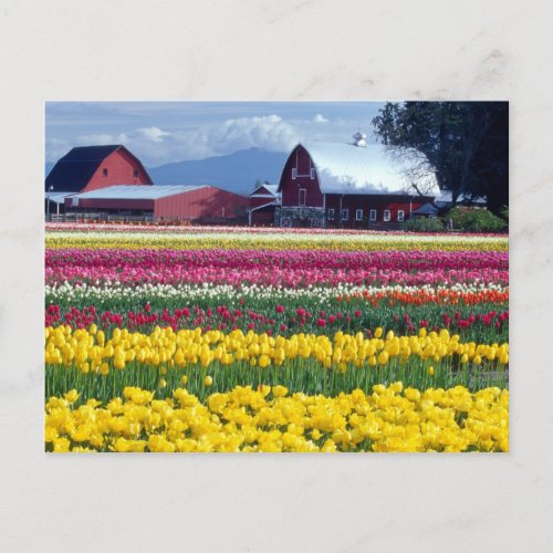Tulip display field postcard