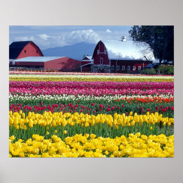 Tulip display field poster (Front)