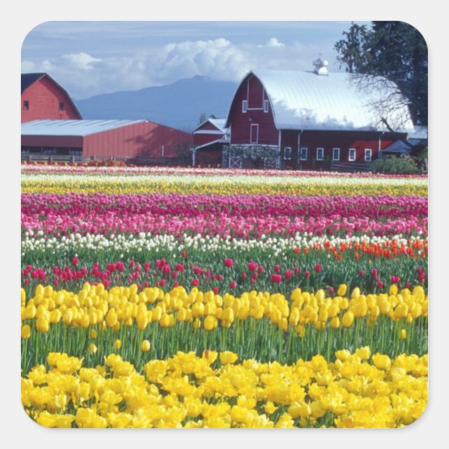 Tulip display field square sticker (Front)