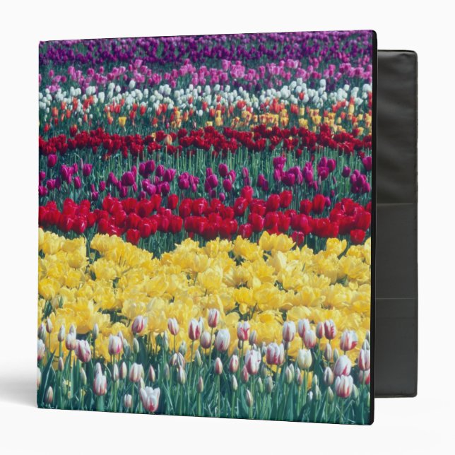 Tulip display garden in Skagit county, 3 Ring Binder (Front/Inside)