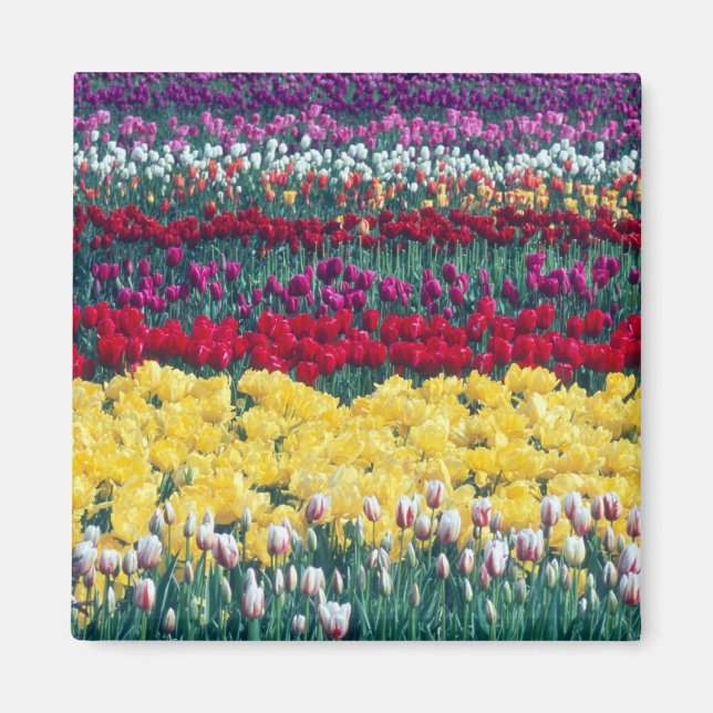 Tulip display garden in Skagit county, Magnet (Front)