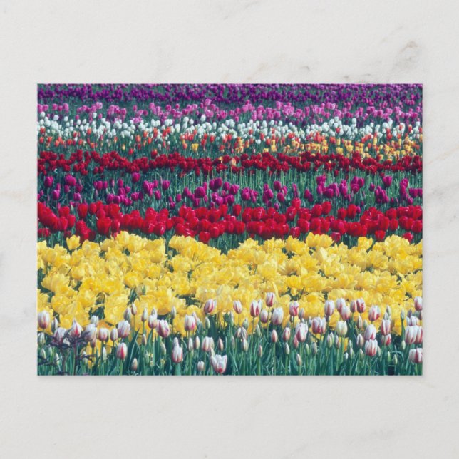 Tulip display garden in Skagit county, Postcard (Front)