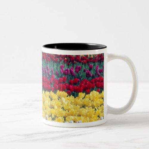 Tulip display garden in Skagit county Two_Tone Coffee Mug