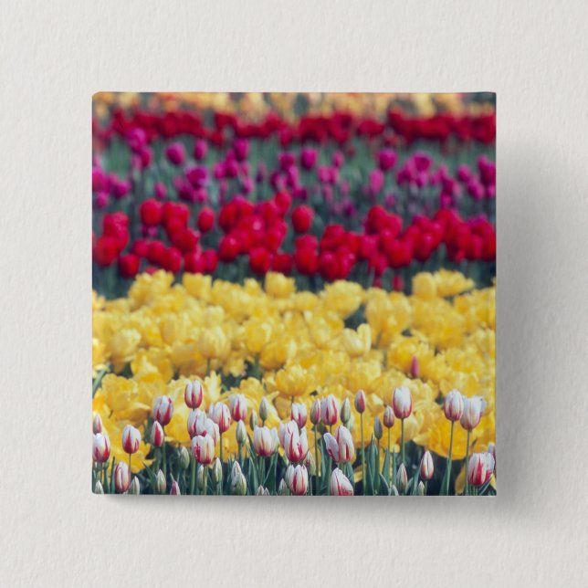 Tulip display garden in the Skagit valley, Button (Front)