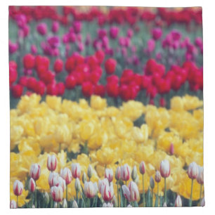 Tulip display garden in the Skagit valley, Cloth Napkin