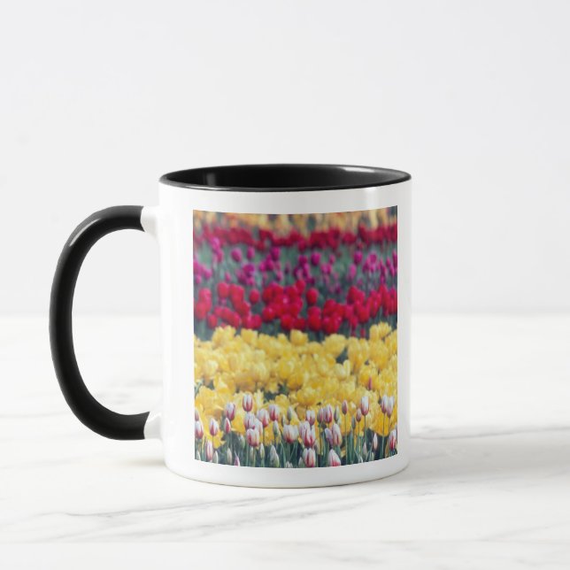Tulip display garden in the Skagit valley, Mug (Left)