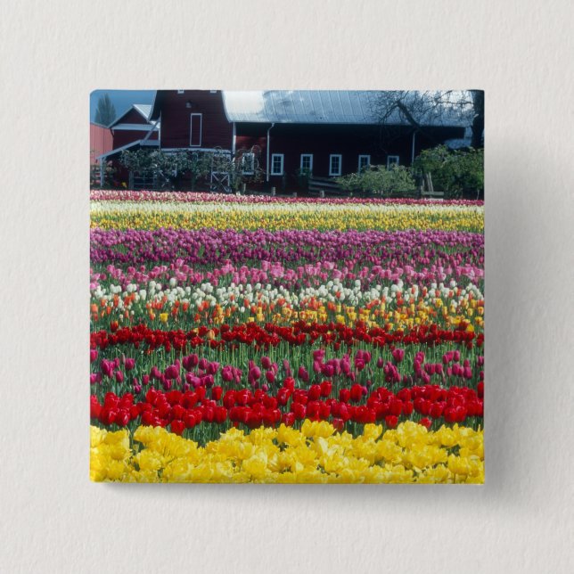 Tulip display garden, Skagit county, Button (Front)
