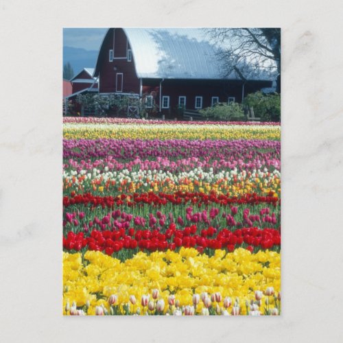 Tulip display garden Skagit county Postcard