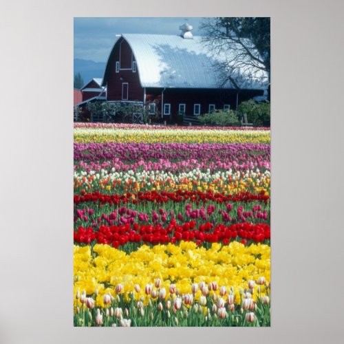 Tulip display garden Skagit county Poster