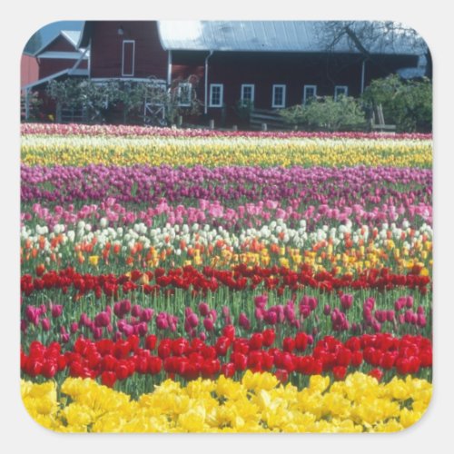 Tulip display garden Skagit county Square Sticker