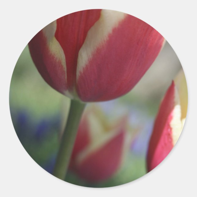 Tulip Envelop Seal Stickers (Front)