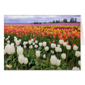 Tulip Farm (Front Horizontal)