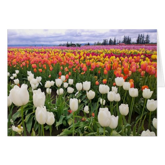 Tulip Farm Cards (Front Horizontal)