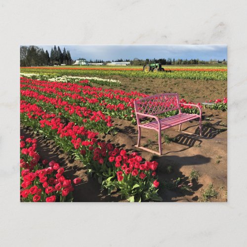 Tulip Farm in Oregon Postcard