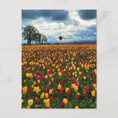 Tulip Farm in Oregon Postcard