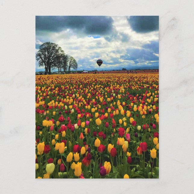 Tulip Farm in Oregon Postcard (Front)