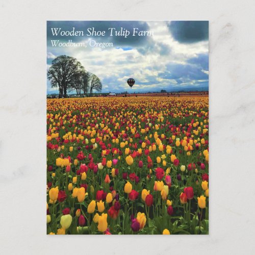 Tulip Farm in Oregon Postcard