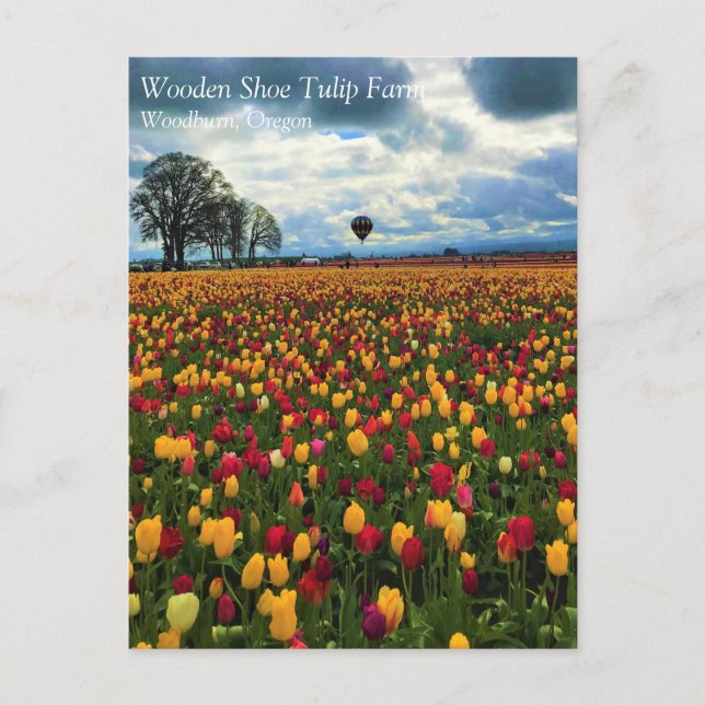 Tulip Farm in Oregon Postcard (Front)