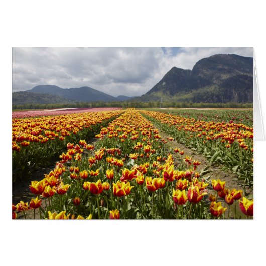 Tulip Farm near Agassiz, British Columbia, (Front Horizontal)