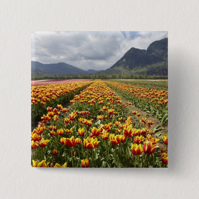 Tulip Farm near Agassiz, British Columbia, Button (Front)