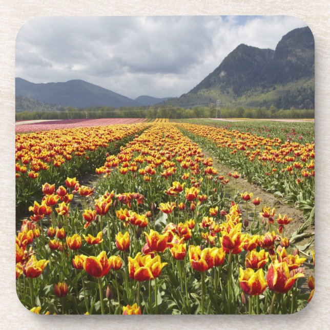 Tulip Farm near Agassiz, British Columbia, Coaster (Front)