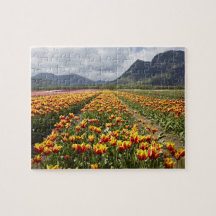 Tulip Farm near Agassiz, British Columbia, Jigsaw Puzzle