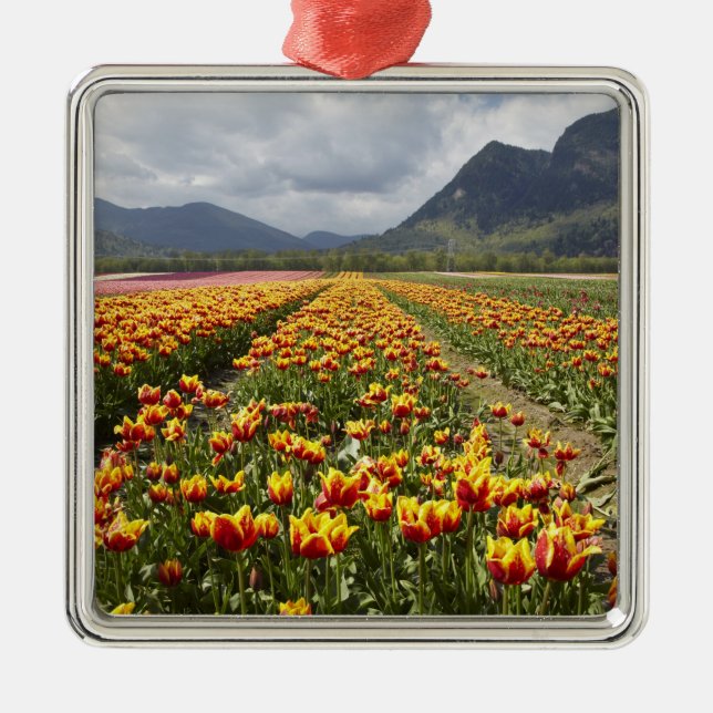 Tulip Farm near Agassiz, British Columbia, Metal Ornament (Front)