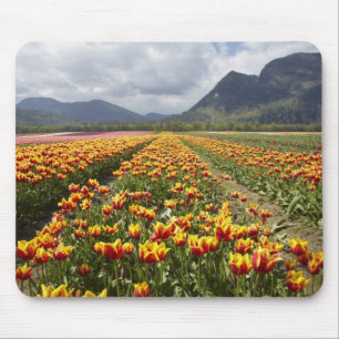 Tulip Farm near Agassiz, British Columbia, Mouse Pad