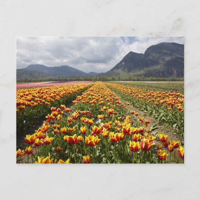 Tulip Farm near Agassiz, British Columbia, Postcard (Front)