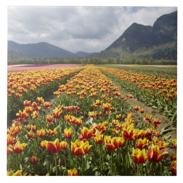 Tulip Farm near Agassiz, British Columbia, Tile (Front)