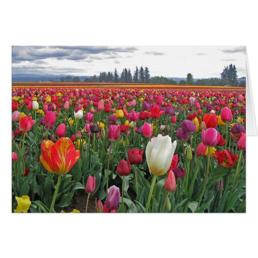 Tulip Festival Cards (Front Horizontal)