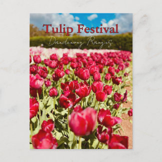 Tulip Festival, Dandenong Ranges, Victoria Postcard
