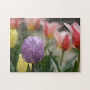 Tulip Festival Flower Nature Photography Garden Jigsaw Puzzle