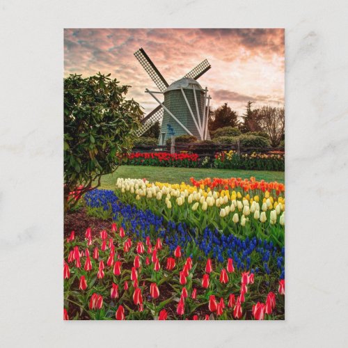 Tulip Festival Postcard
