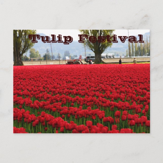 Tulip Festival Postcard (Front)