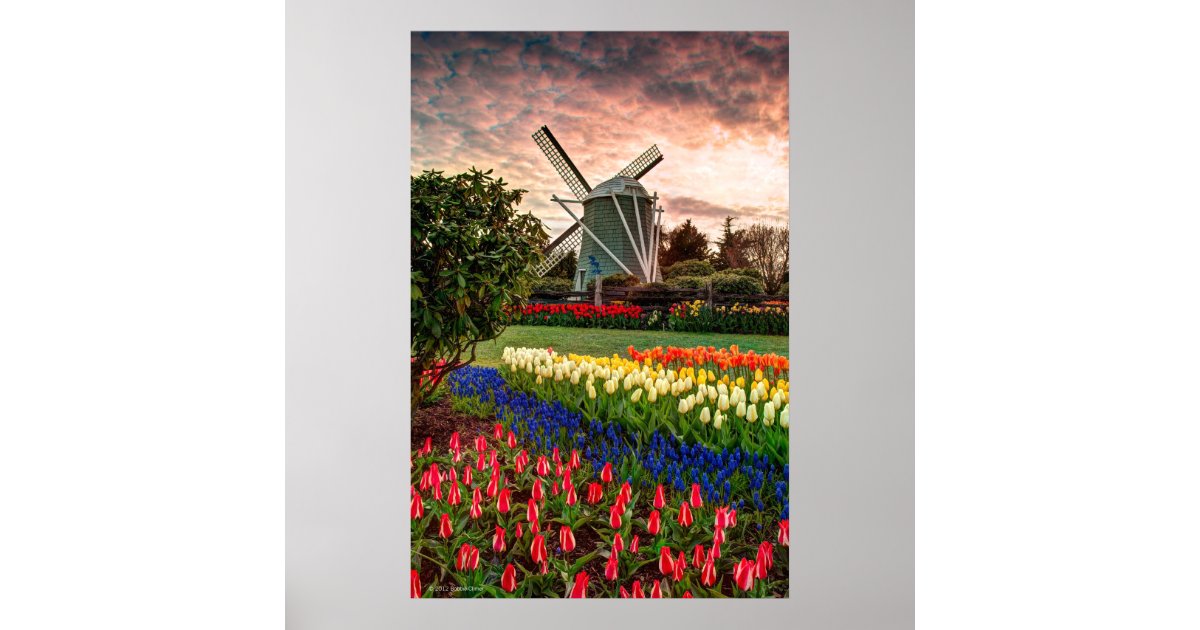 Tulip Festival Poster Zazzle