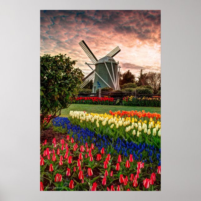 Tulip Festival Poster (Front)