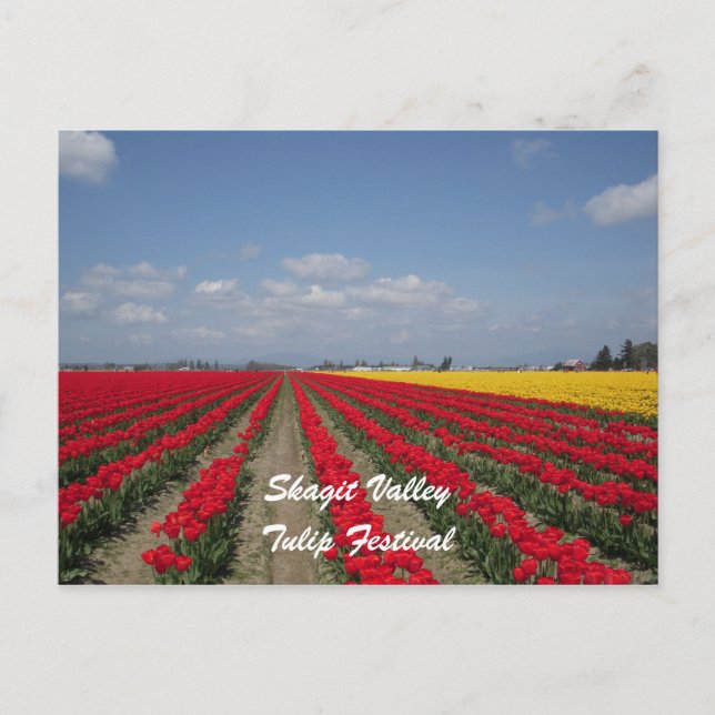 Tulip Festival, Skagit Valley, Tulip Festival Postcard (Front)