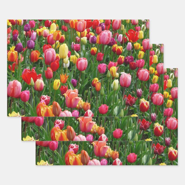 Tulip Festival Wrapping Paper Sheets (Set)
