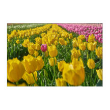Tulip field