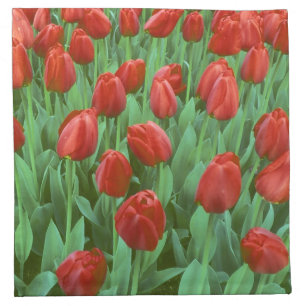 Tulip field blooms in the spring. cloth napkin