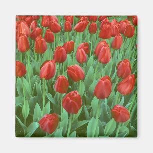 Tulip field blooms in the spring. magnet