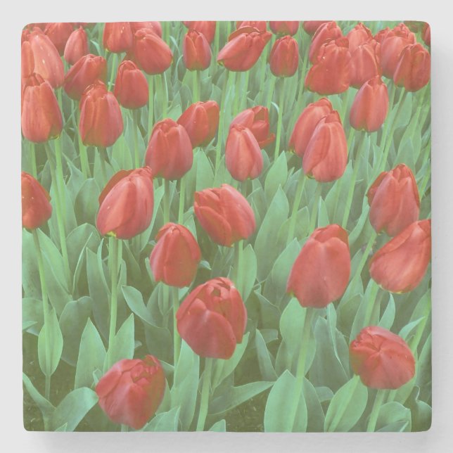 Tulip field blooms in the spring. stone coaster (Front)